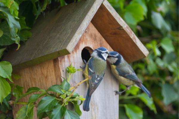 Blue tit in nest box